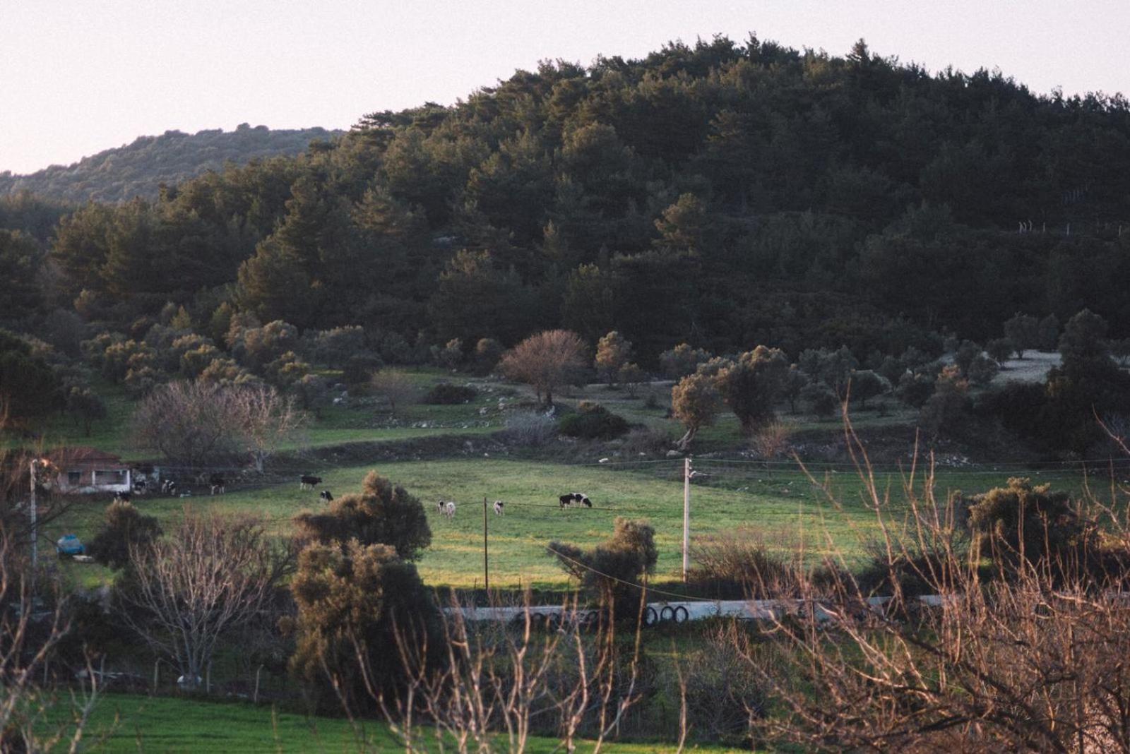 Od Urla Misafirhane Εξωτερικό φωτογραφία